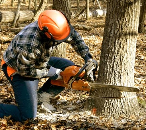 Tree Removal in Johnson, VT